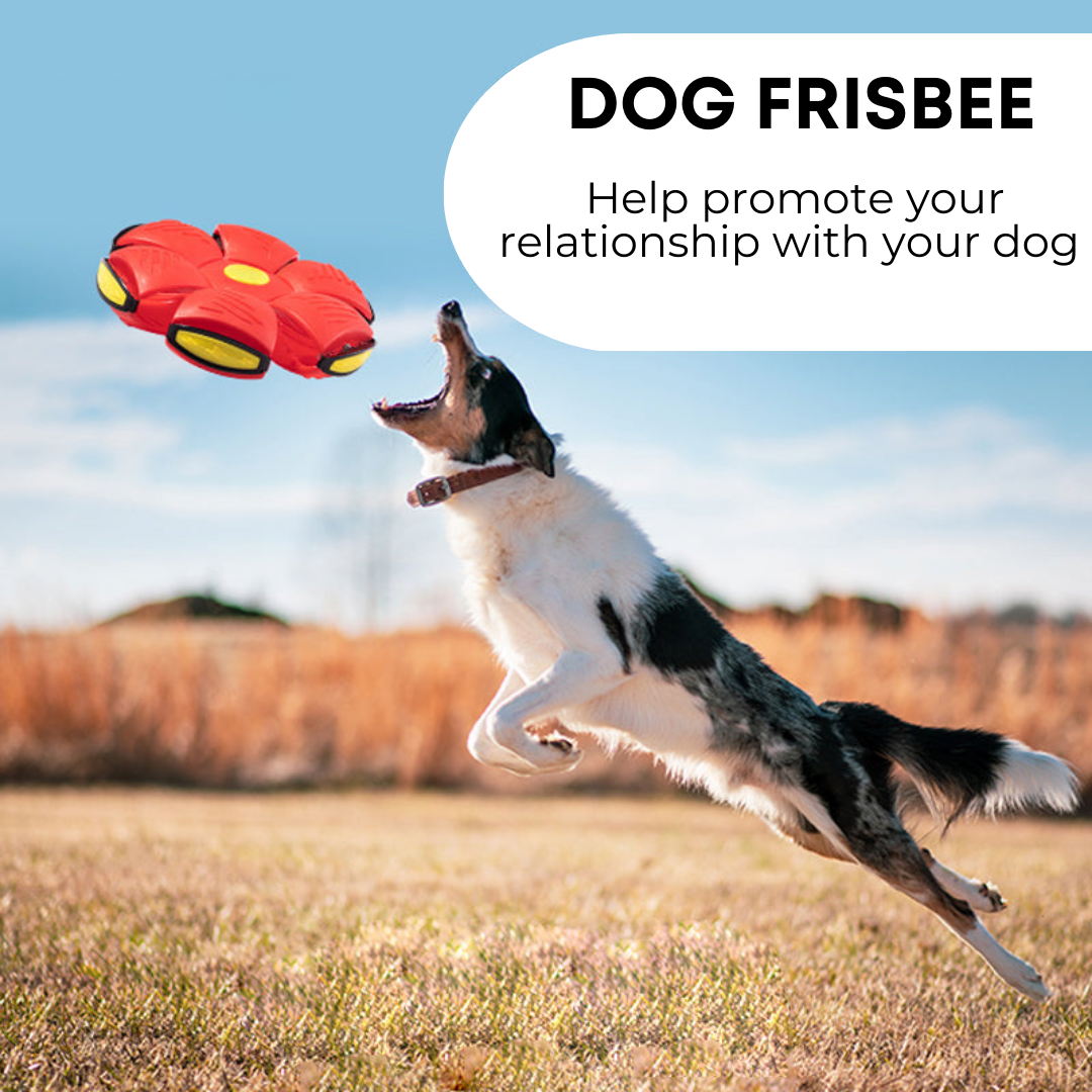 Pawlenciaga Dog Frisbee